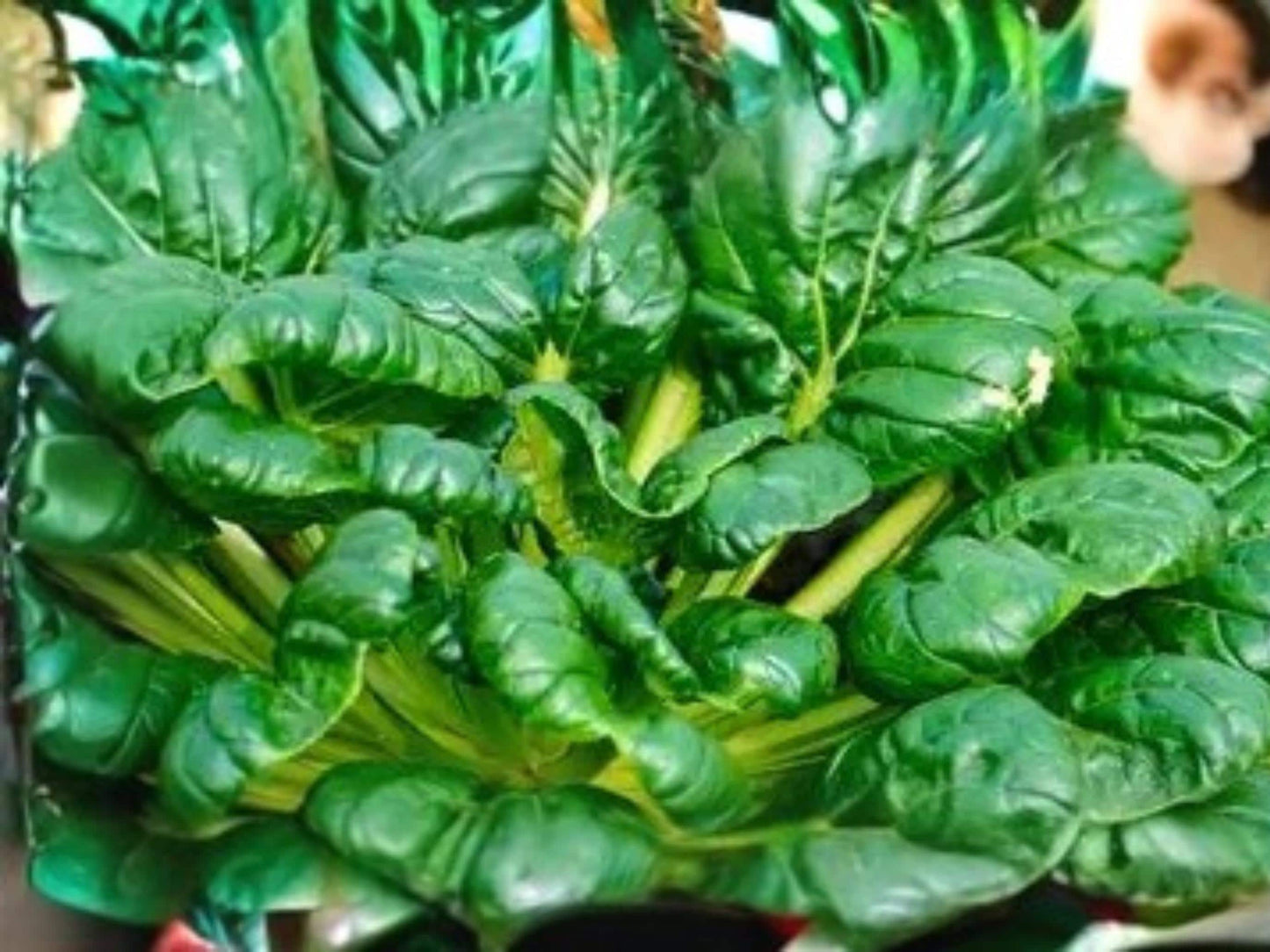 Tatsoi Pak Choi Seeds | Asian Leafy Green for Baby Greens & Salads | Cold Hardy Vegetable | 500 Seeds