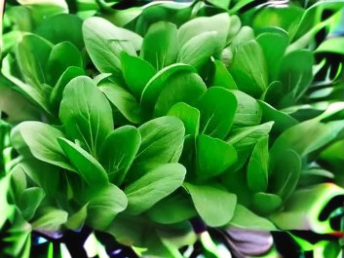 Bok Choi Taisai Seeds | Asian Leafy Green | Fast Growing Pak Choi | Cool Weather Vegetable | 500 Seeds