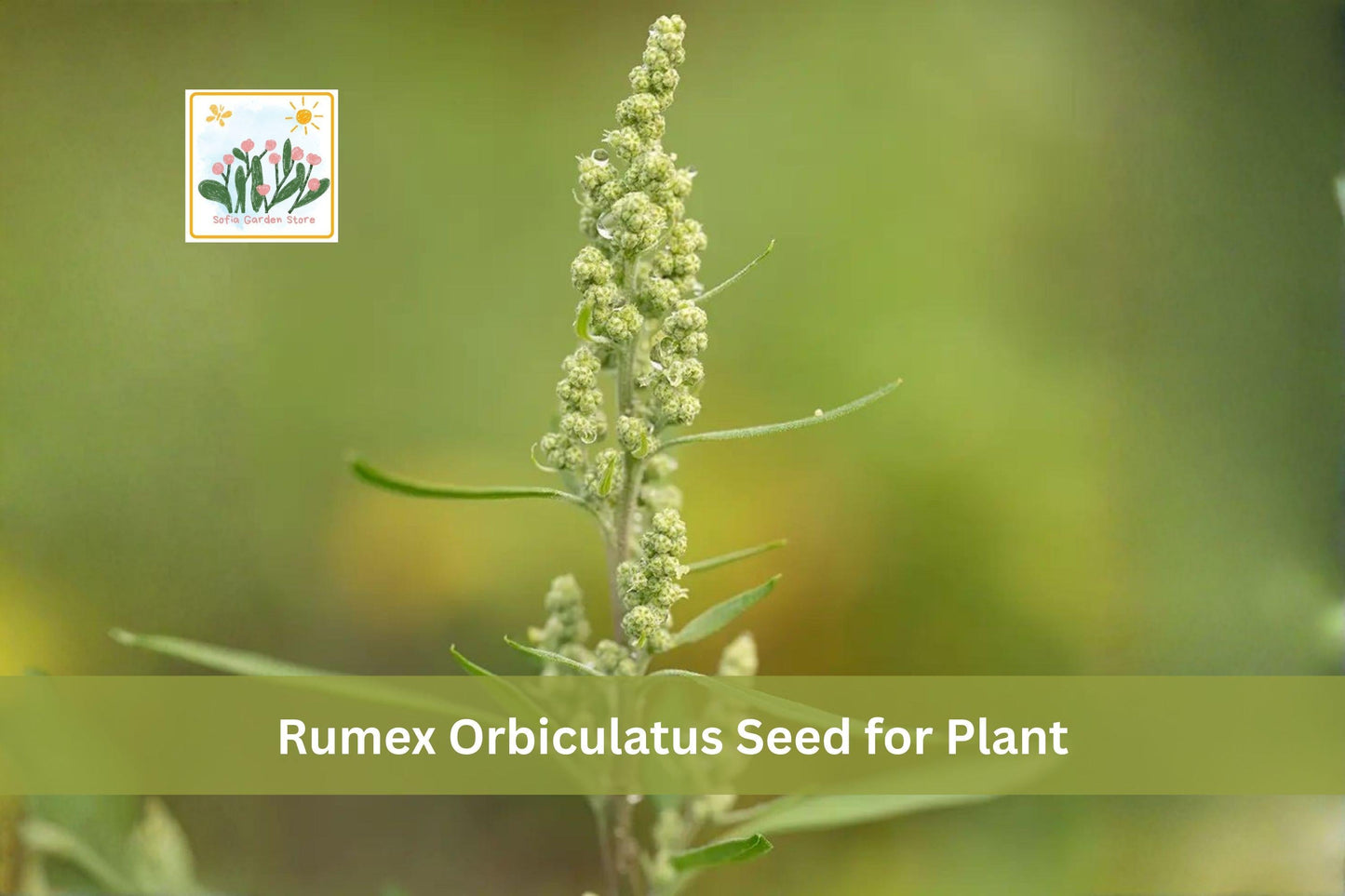 100 Great Water Dock Seeds Rumex orbiculatus Native Wetland Perennial for Ponds & Rain Gardens