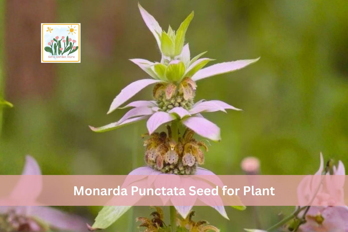 100 Spotted Bee Balm Seeds | Monarda punctata | Native Prairie Wildflower | Drought Tolerant Perennial Seeds