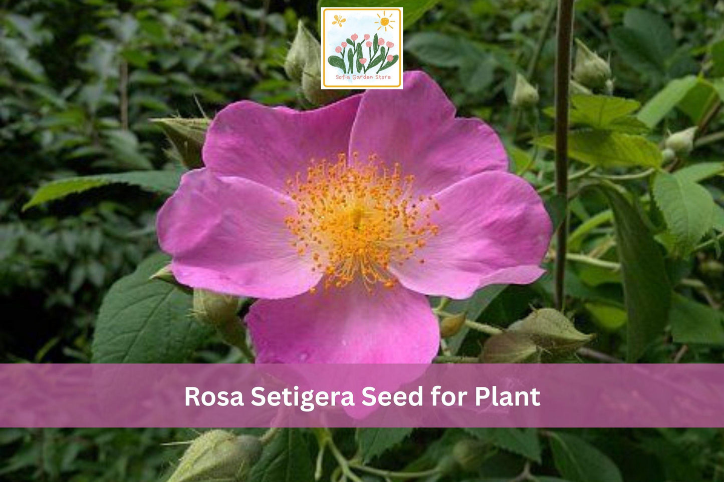 30 Illinois Rose Seeds Rosa setigera Native Climbing Rose for Native Gardens & Hedgerows