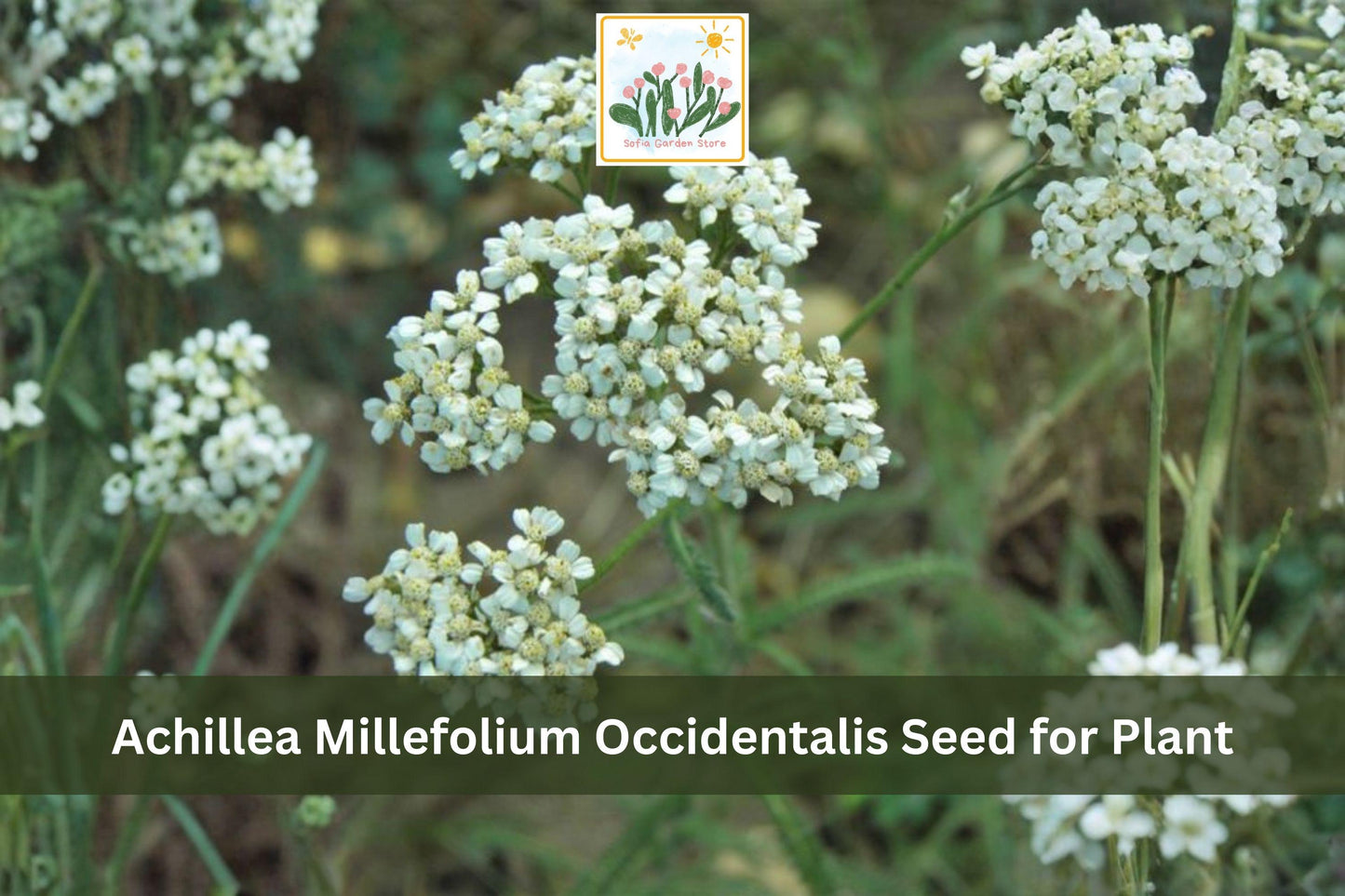 Western Yarrow Seeds 500 Pack Achillea millefolium occidentalis Native Wildflower Drought Tolerant Perennial