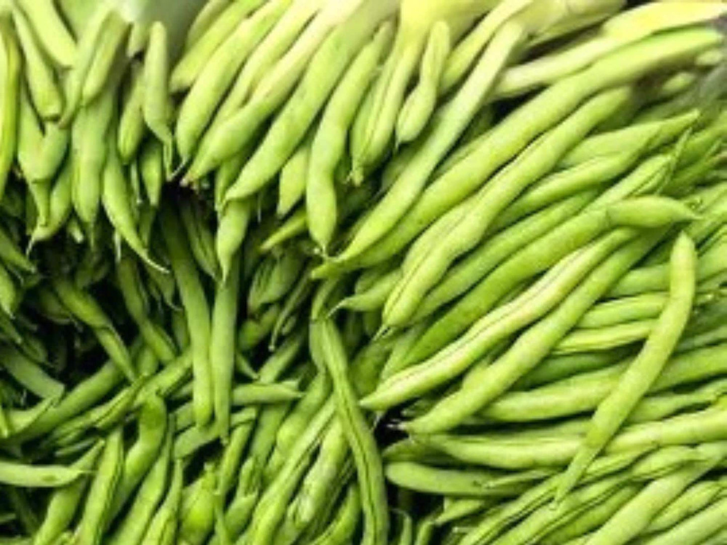 Provider Green Bush Bean Seeds – Early, Cold Tolerant, Stringless Green Pods, Bush Vegetable, 25 Seeds