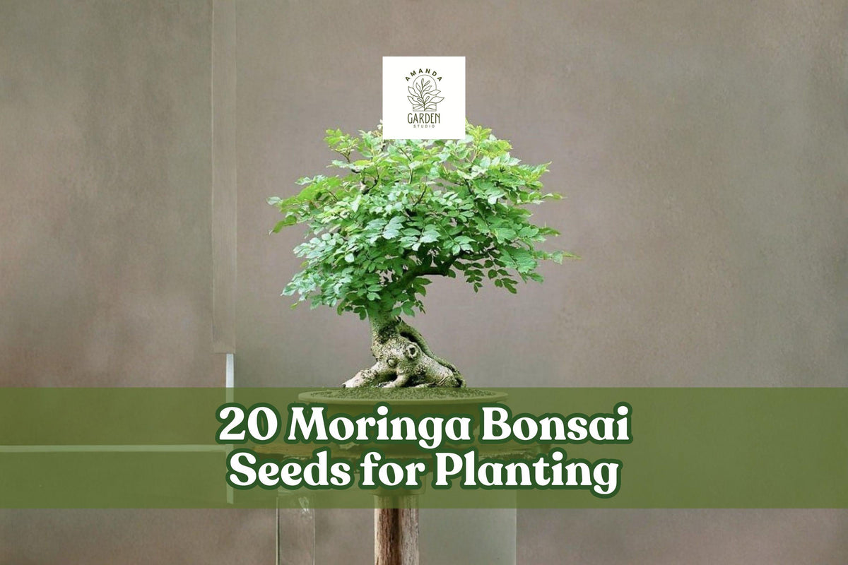 20 Moringa oleifera Bonsai Seeds for Ornamental Tree, Container or Garden Planting