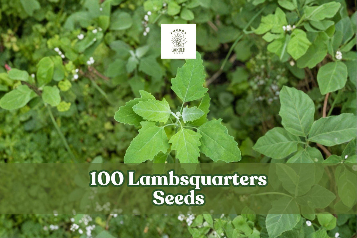 100 Lambsquarters Seeds Chenopodium album - Annual Leafy Plant for Garden Planting, Full Sun to Partial Shade