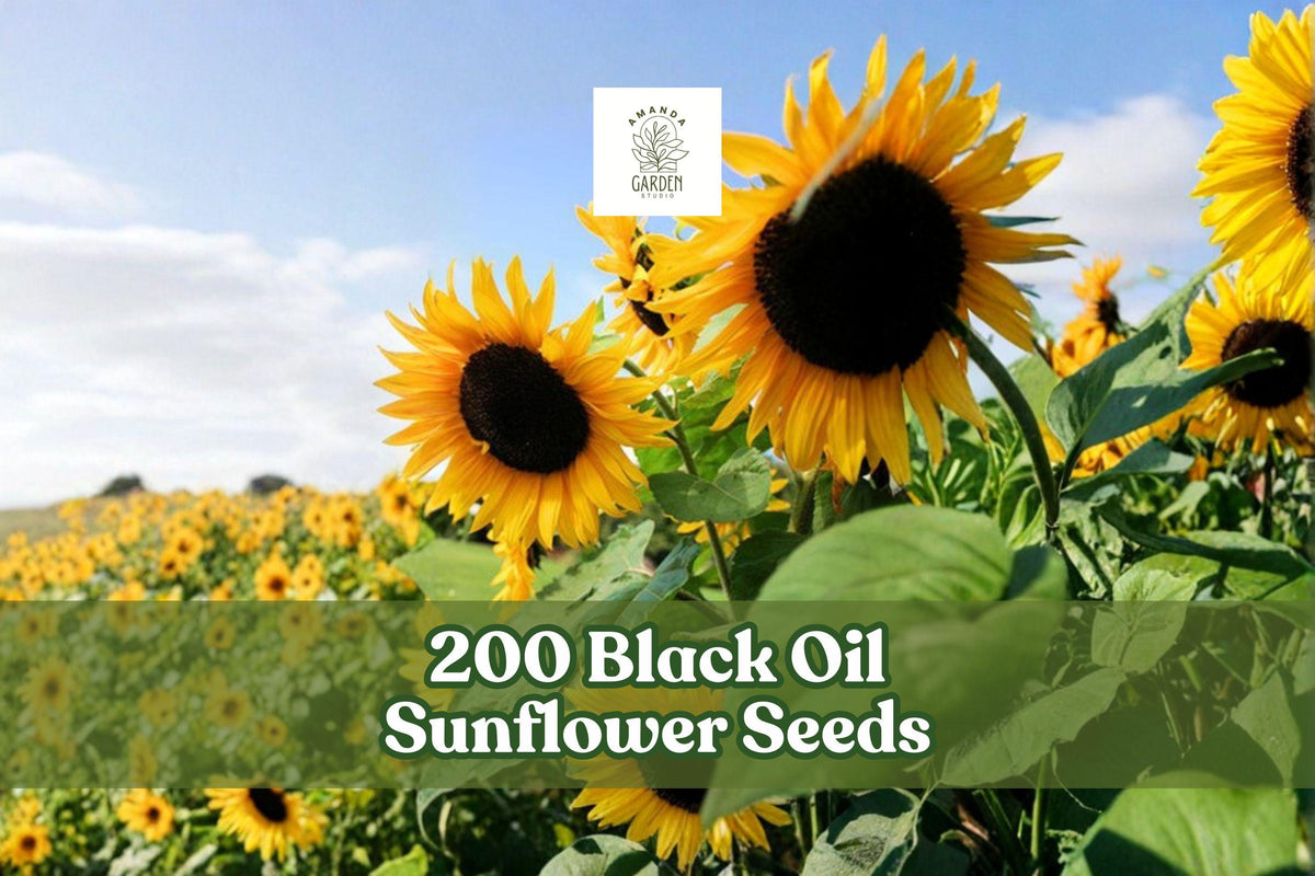 200 Black Oil Sunflower Seeds for Garden Planting, Helianthus annuus, Wildlife-Friendly, Full Sun, Outdoor Flower Seeds