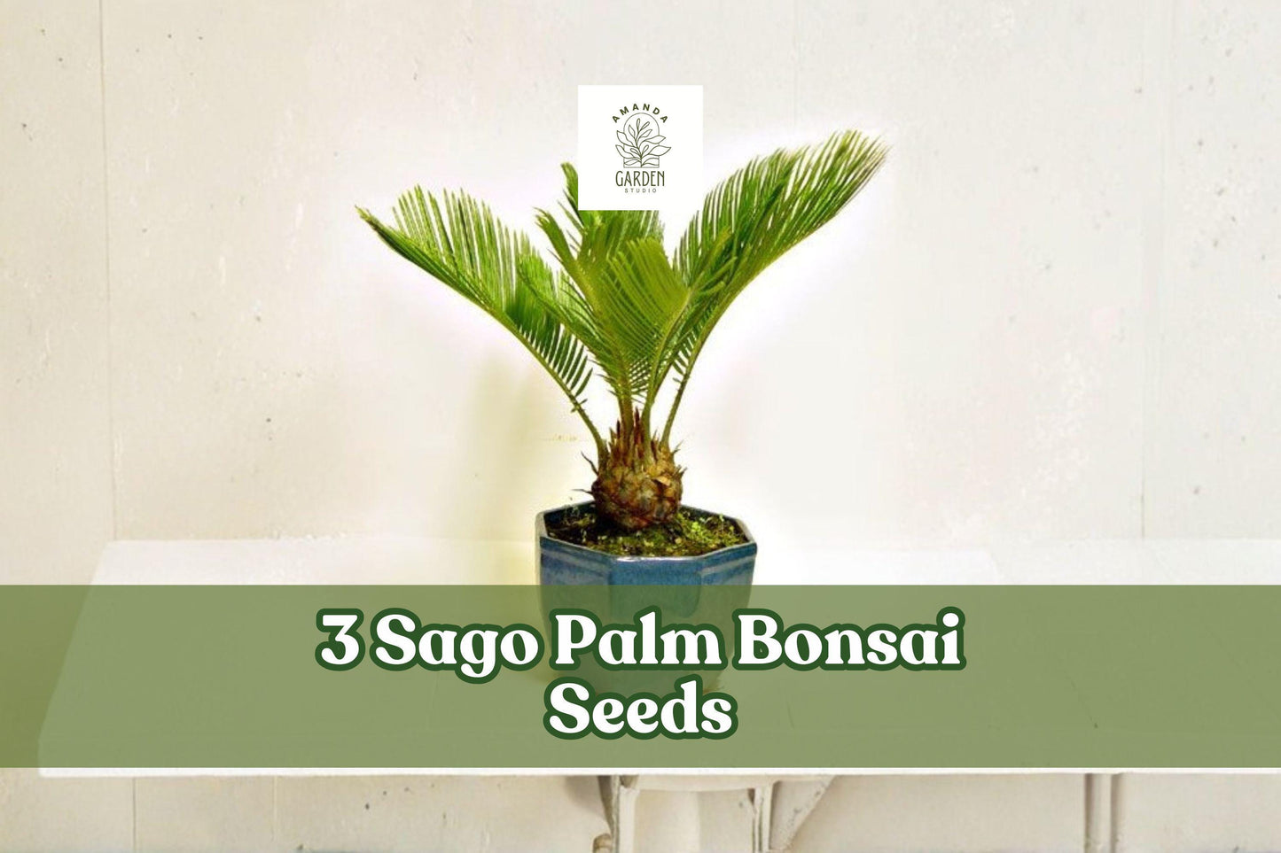 Sago Palm Bonsai Seeds, Cycas revoluta, Ornamental Cycad for Bonsai, Container, Outdoor Planting
