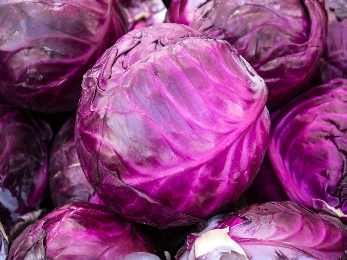Red Acre Cabbage Seeds – 500 Heirloom, Cold Hardy, Deep Red Purple, Compact Head, Open-Pollinated
