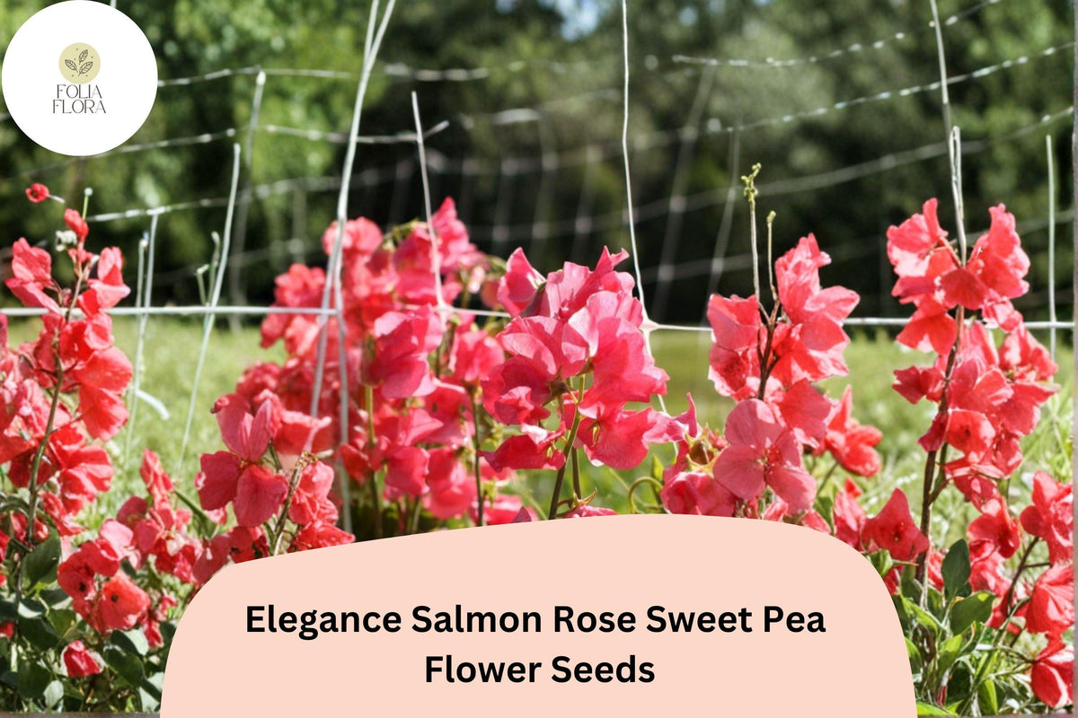 Salmon Rose Sweet Pea Seeds | Climbing Vine, Lathyrus odoratus, Garden Flower, Cut-Flower Plant, Cool-Season Annual