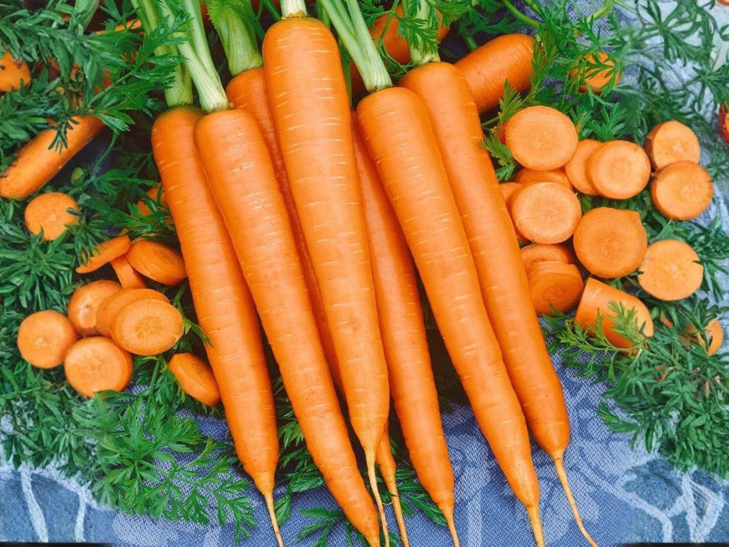 Tendersweet Carrot Seeds – 500 Heirloom Long, Sweet Roots, Deep Orange, Open-Pollinated Vegetable Seeds