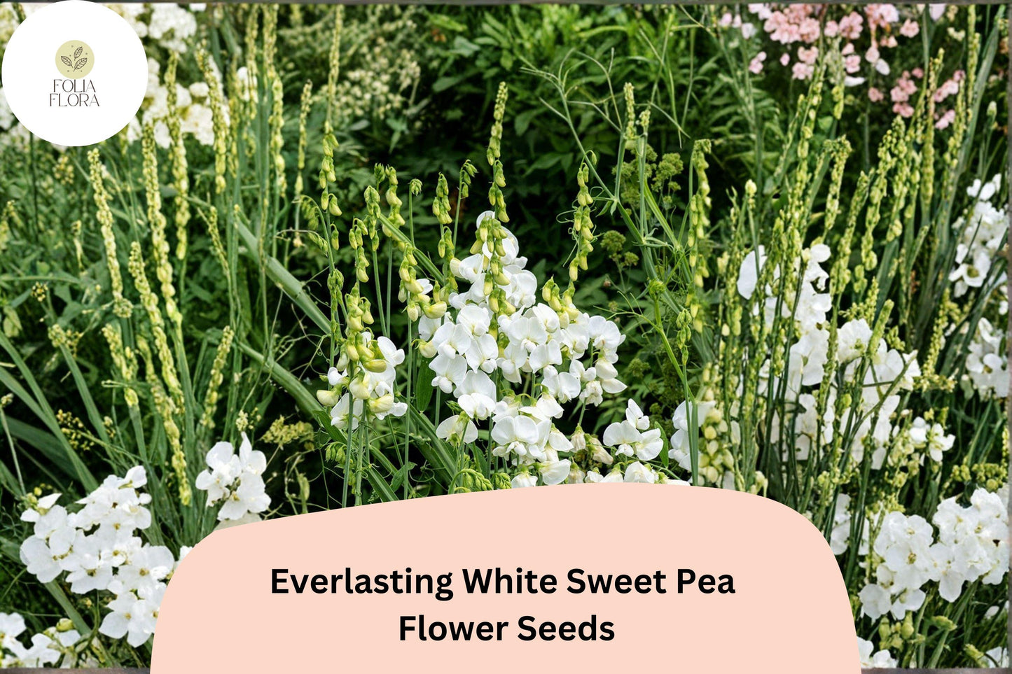 White Sweet Pea Seeds, Perennial Climbing Vine, White Flowers, Lathyrus latifolius, Garden Flower Seeds (50+ Seeds)