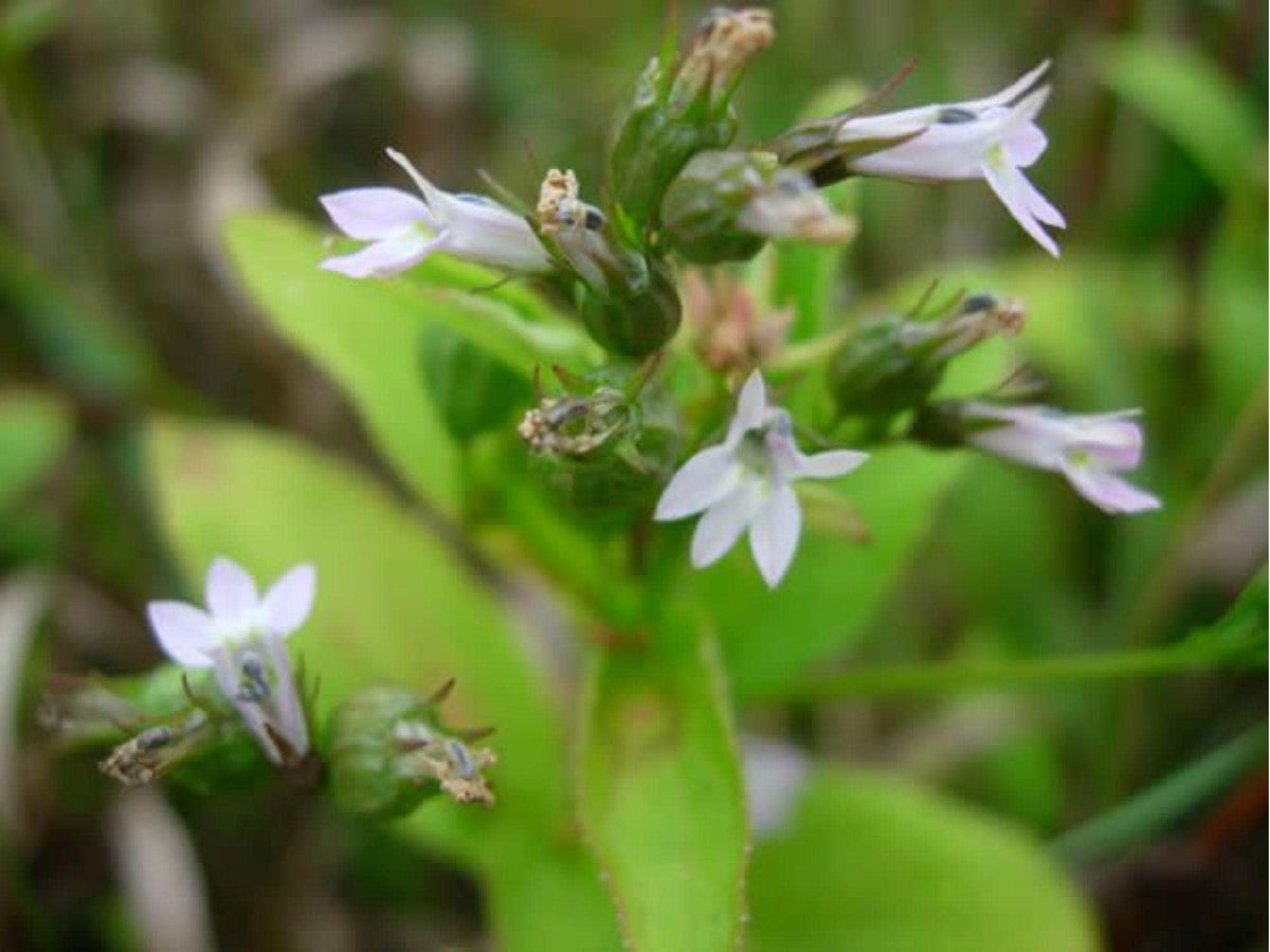 Indian Tobacco Seeds – 500 Native Herb Seeds, Lobelia inflata, Pollinator-Friendly Wildflower, Medicinal Native Plant for Gardens