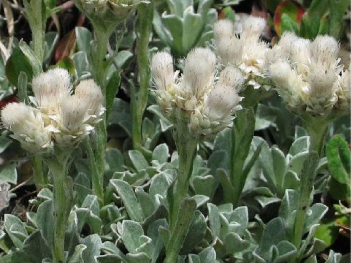 Pussytoes Seeds, Antennaria parvifolia, Drought-Tolerant Groundcover, Native Wildflower, Butterfly Host Plant, 100 Seeds
