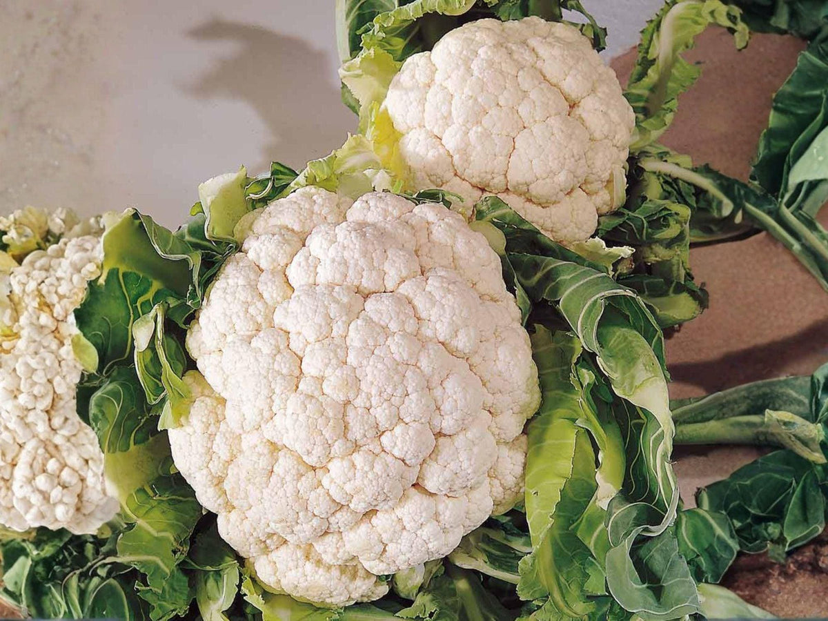 Snowball Y Improved Cauliflower Seeds – 250 Heirloom White Vegetable Seeds for Home Garden, Compact, Cool-Season Crop