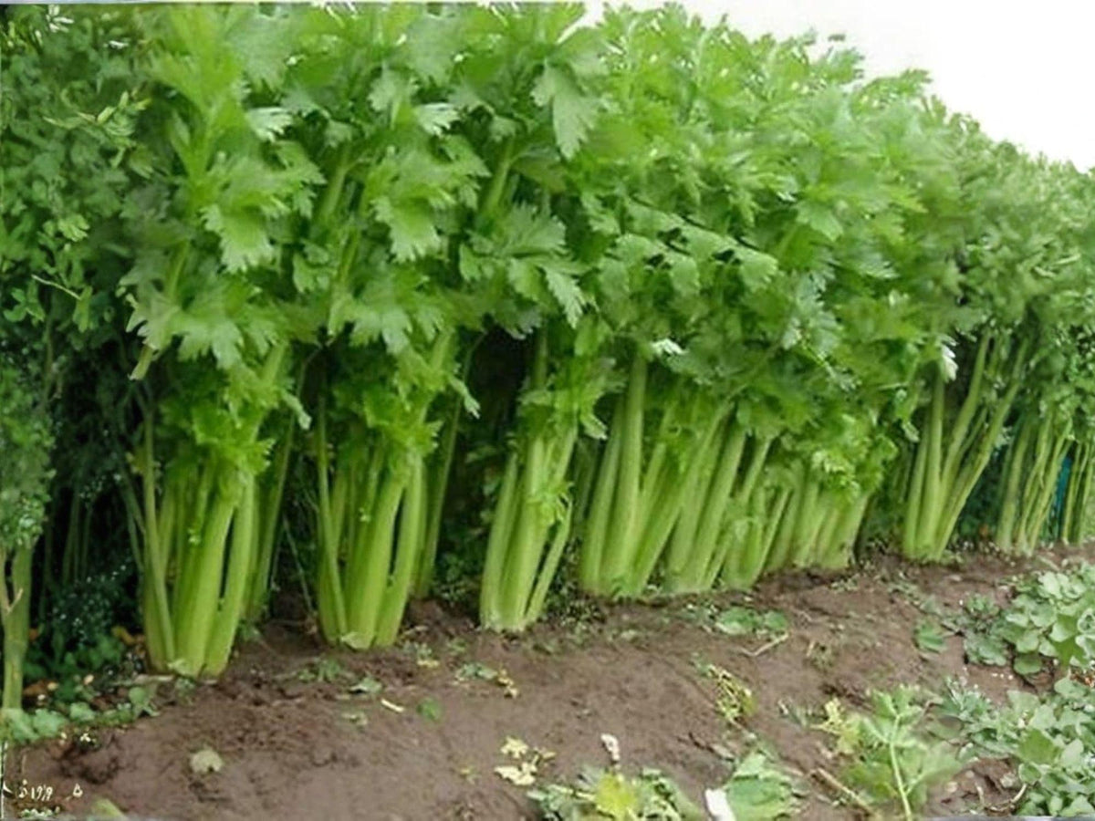 Tall Utah 52/70 Celery Seeds – Heirloom Vegetable Seeds for Home Garden, Crisp, Self-Blanching, Green Stalks, 2000 Seeds