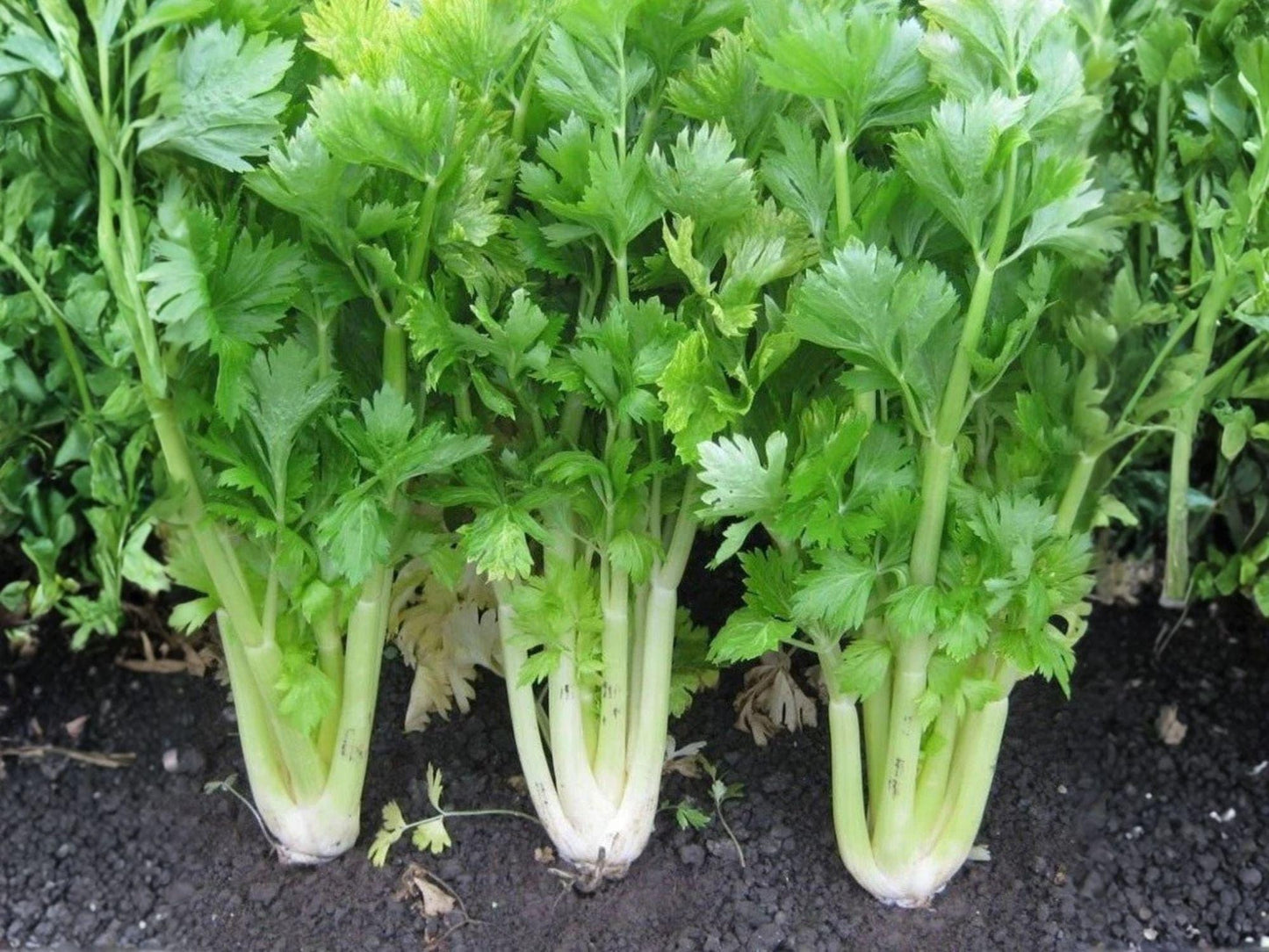 Chinese Celery Seeds – 1000 Vegetable Seeds for Home Garden, Dark Green Aromatic Stalks, Asian Herb, Leaf Celery, Kintsai