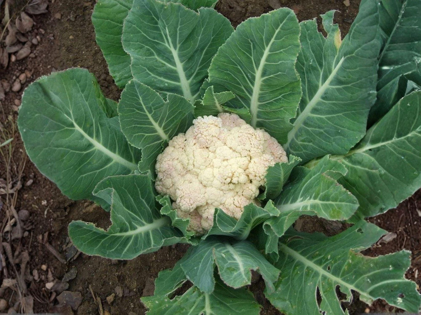 Cauliflower Seeds | Snowball Y Improved Heirloom White Heads | Cool-Season Vegetable Seed Pack