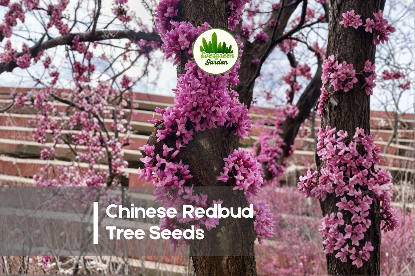 Chinese Redbud Tree Seeds - 40 Pack, Vibrant Pink Blooms, Ornamental, Cercis chinensis, Easy to Grow, Bonsai & Landscaping