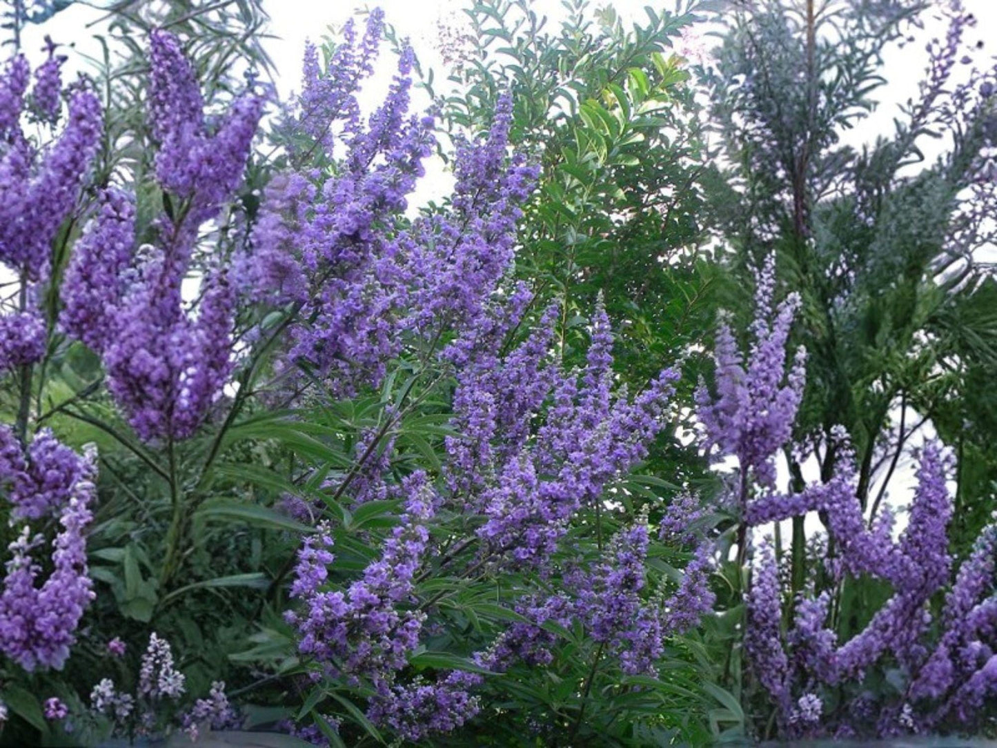 Vitex agnus-castus Chaste Tree Seeds – Fragrant Lavender-Purple Flowers, Pollinator Magnet, Drought Tolerant Shrub or Small Tree