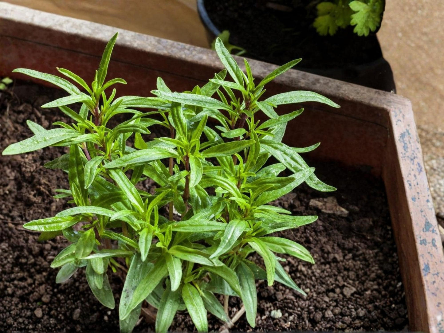 Summer Savory Herb Seeds – 500 Non-GMO, Heirloom, Culinary, Fast-Growing Annual Plant for Cooking and Herb Gardens