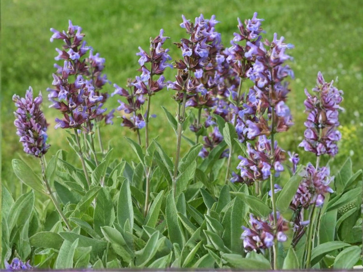 Broadleaf Sage Seeds – Aromatic Culinary Herb, Perennial Garden Sage, Non-GMO, 30 Seeds