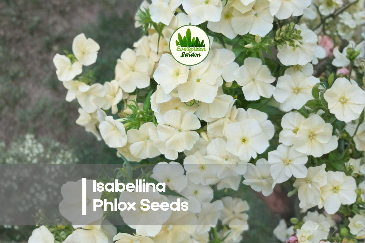 Isabellina Phlox Seeds, Garden Perennial, Cream Yellow Blooms, Attracts Pollinators, Phlox paniculata, 100+ Seeds