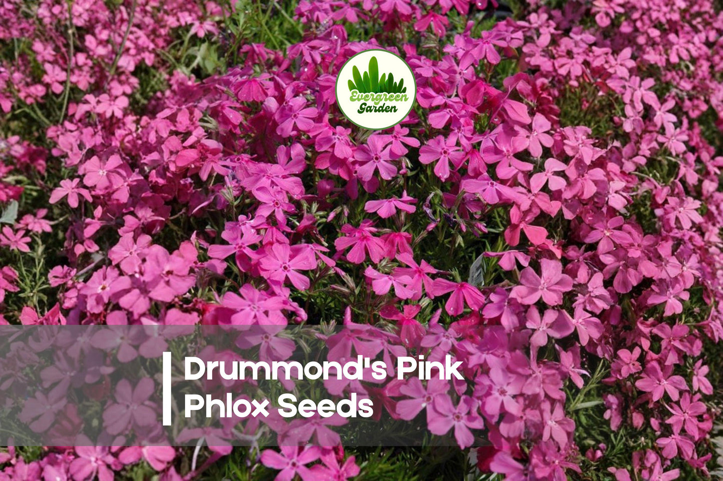 Drummond's Pink Phlox Seeds – Bright Pink Annual Flower for Borders, Pots & Cottage Gardens – Phlox drummondii