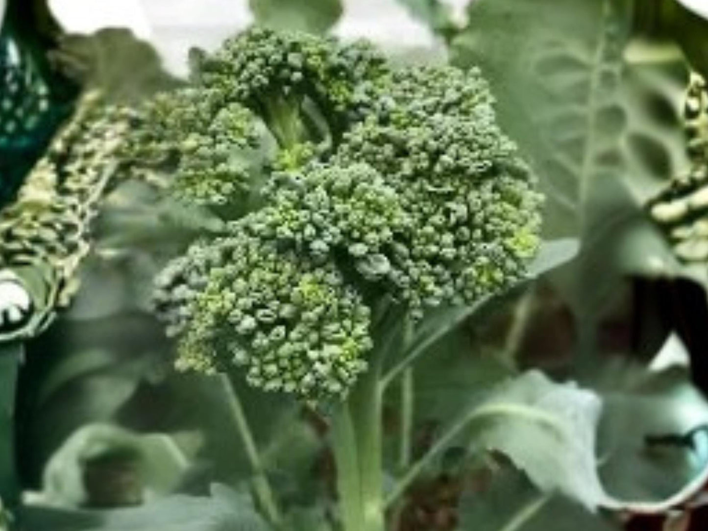 Calabrese Broccoli Seeds 500 Pack | Green Sprouting Italian Heirloom Vegetable for Cool Season Gardening