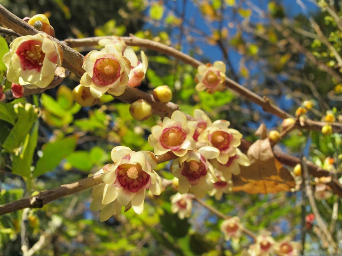 Chimonanthus Praecox Wintersweet Tree Seeds – 10 Fragrant Yellow Bloom Seeds for Winter Garden, Ornamental Shrub, Rare Flowering Plant