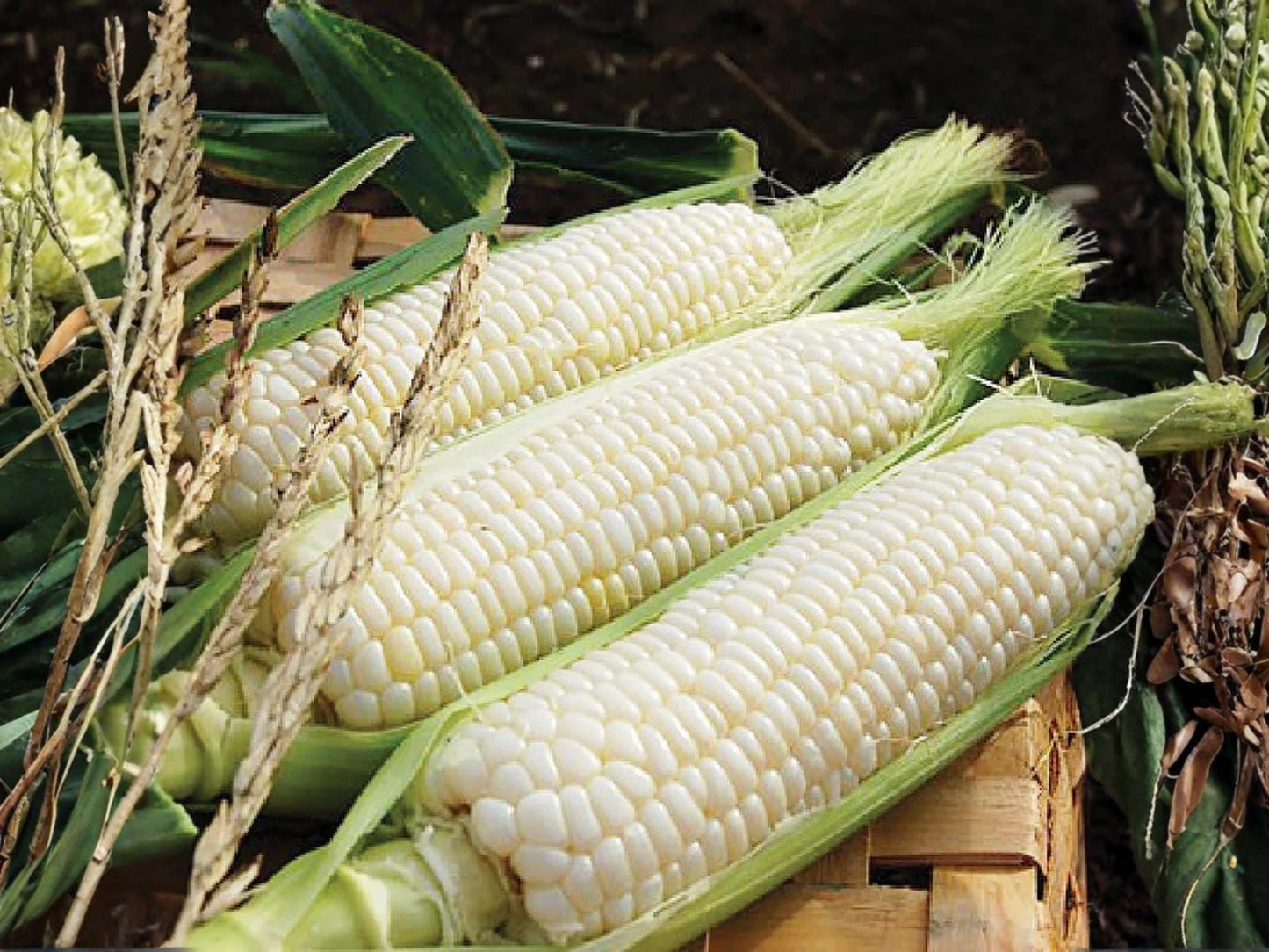 Silver Queen Sweet Corn Seeds – 50 Hybrid White Corn Seeds for Home Garden, Tender Ears, Large Kernels, Hybrid Zea mays