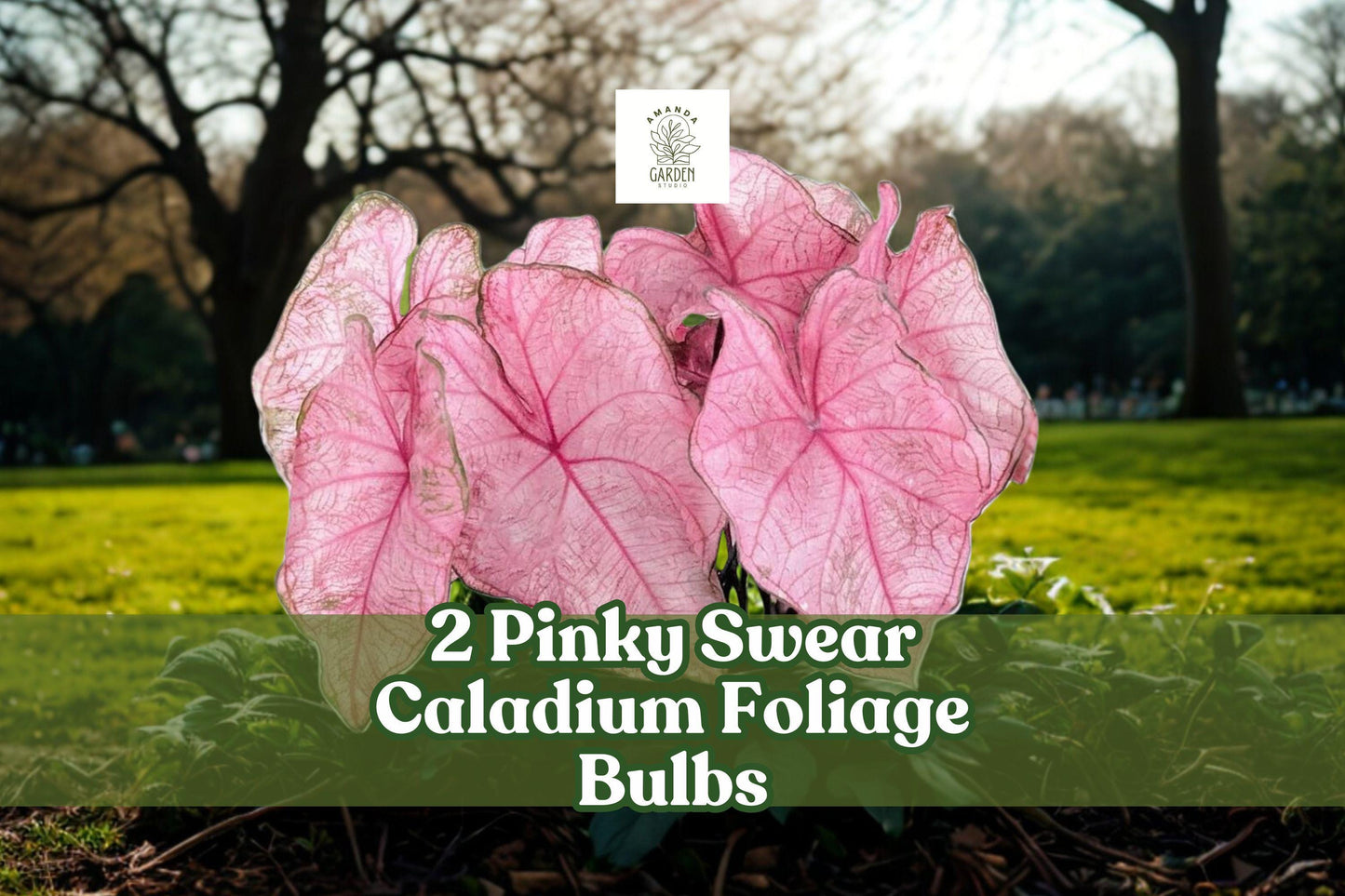 Pinky Swear Caladium Foliage Bulbs – Pink Heart-Shaped Leaves, Caladium bicolor, Shade Garden, 2 Bulbs