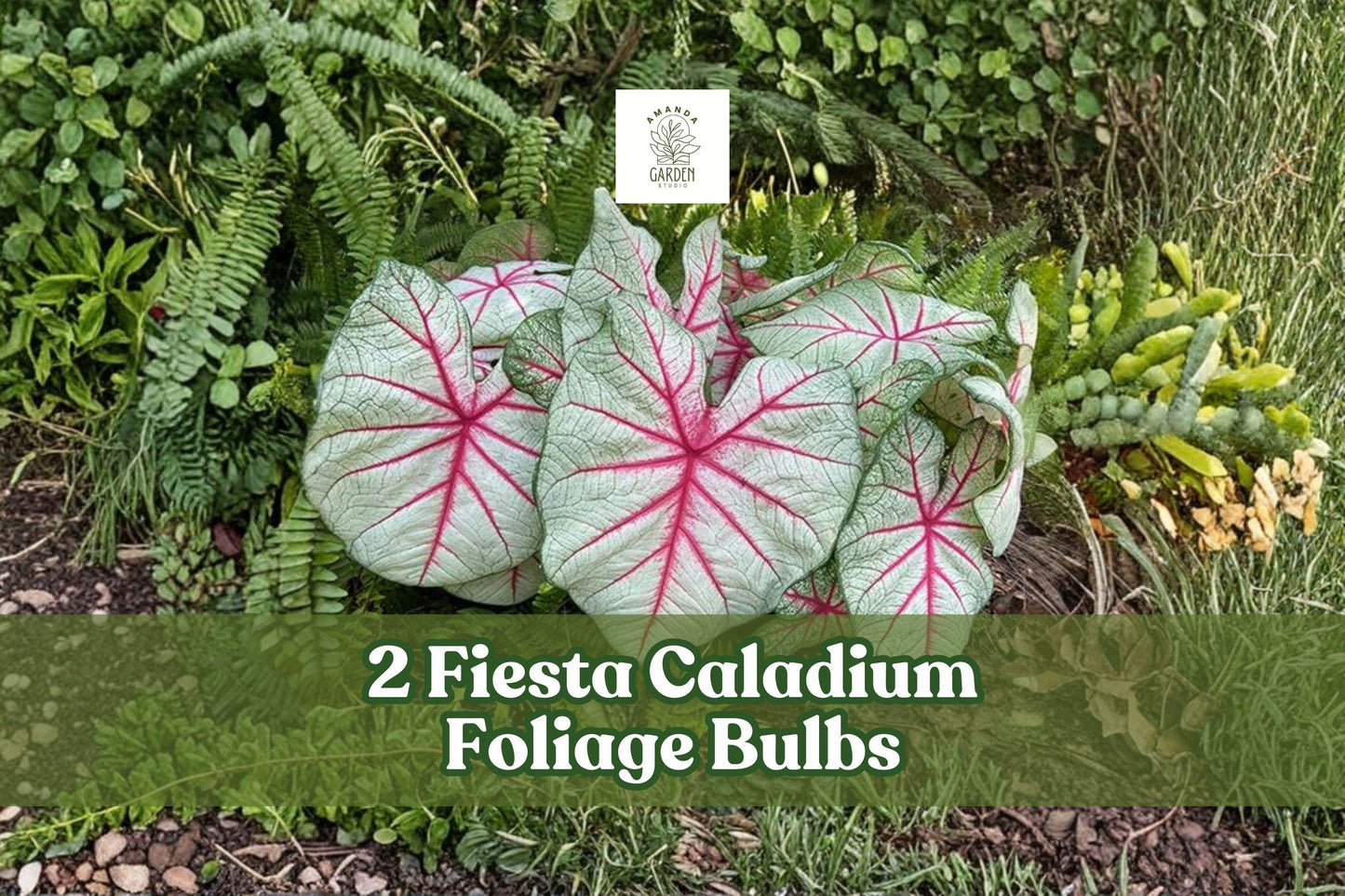 2 Fiesta Caladium Bulbs - Colorful Heart-Shaped Foliage, Caladium bicolor for Shade Gardens & Containers