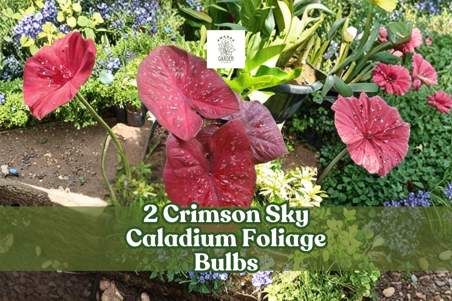 Crimson Sky Caladium Foliage Bulbs – Heart-Shaped Red and Green Leaves, Caladium bicolor for Shade Gardens & Containers (2 Pack)
