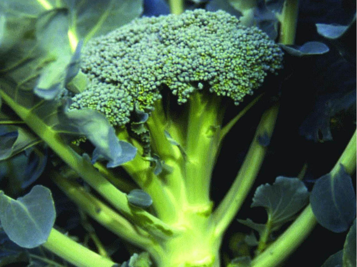 Waltham 29 Broccoli Seeds – Cold Hardy, Heirloom, Non-GMO, 500 Pack | Vegetable Garden Seeds for Fall & Spring Planting