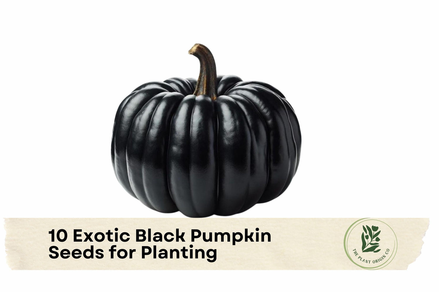 Exotic Black Pumpkin Seeds, Black Kat Pumpkin, Cucurbita pepo, Vining Plant, Dark Green to Black, Ornamental Garden Seeds
