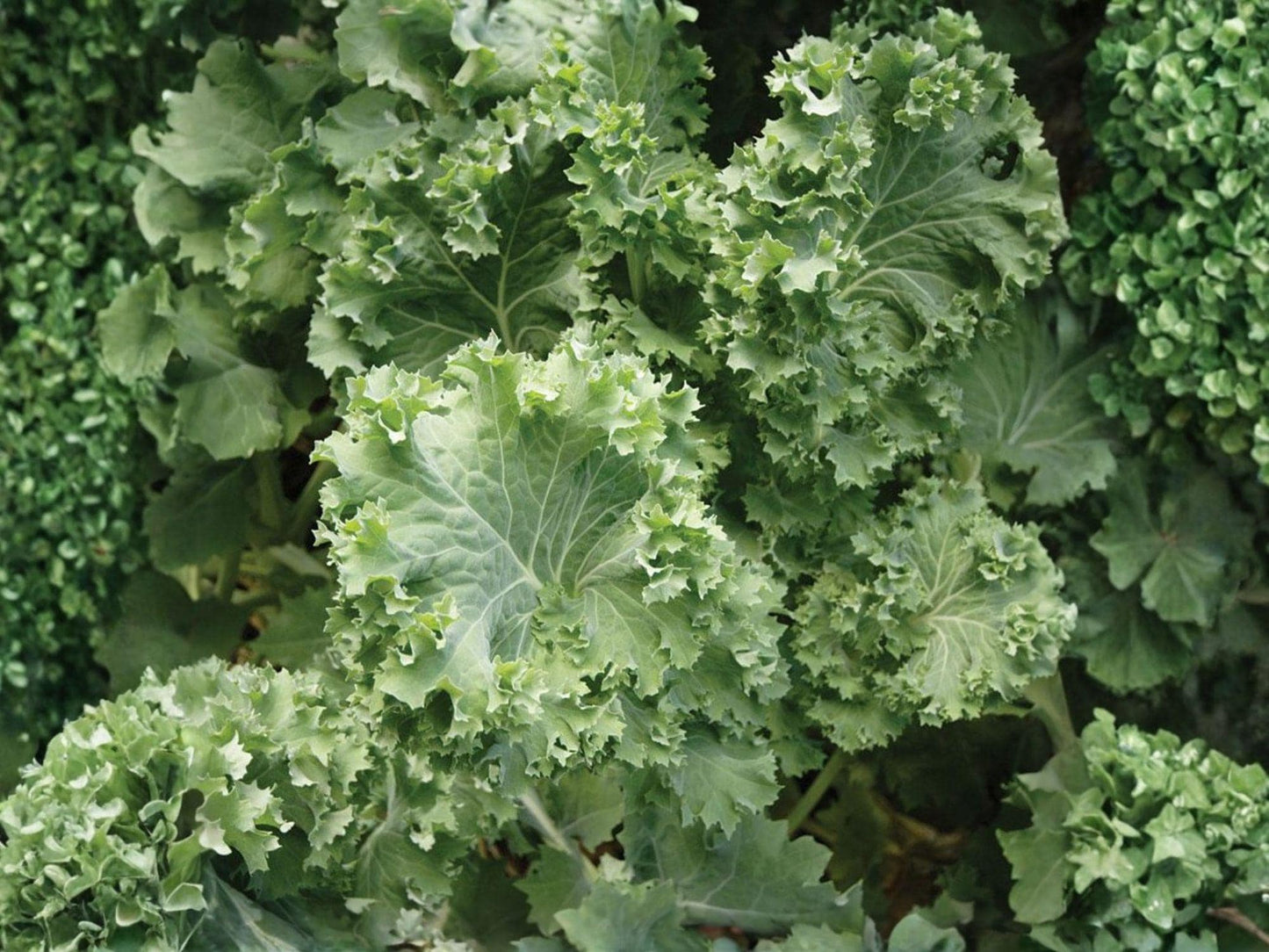 Dwarf Siberian Kale Seeds – Cold Hardy Heirloom Leafy Green, 500 Non-GMO Seeds, Fast-Growing, Frost Tolerant, Brassica oleracea