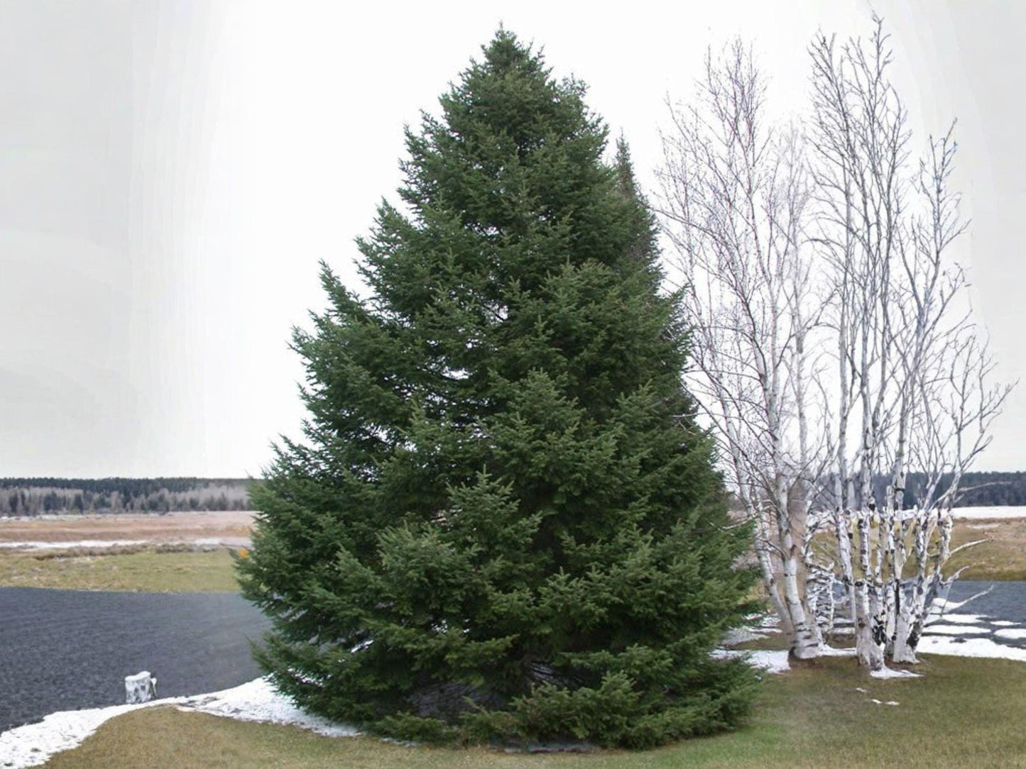 Abies Balsamea Seeds – Lake State Balsam Fir Tree – 30 Seeds – Evergreen Conifer for Reforestation & Landscaping