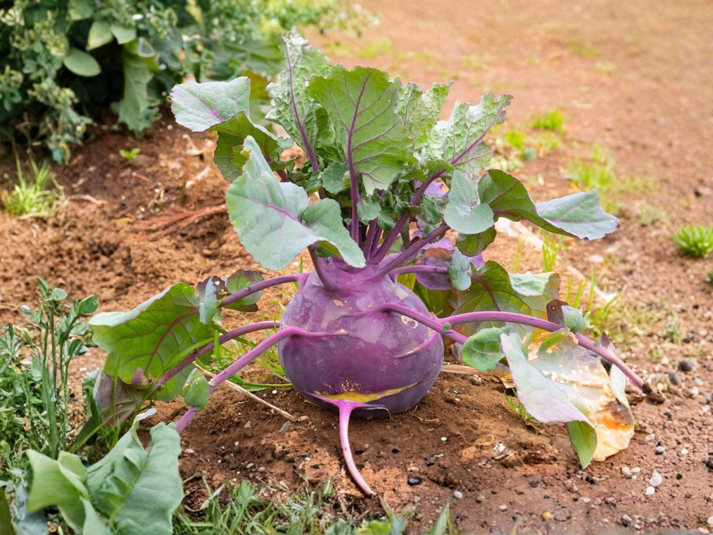 Purple Vienna Kohlrabi Seeds – Heirloom Vegetable, Cool-Season, Non-GMO, 100 Seeds for Garden, Raised Bed & Container Growing