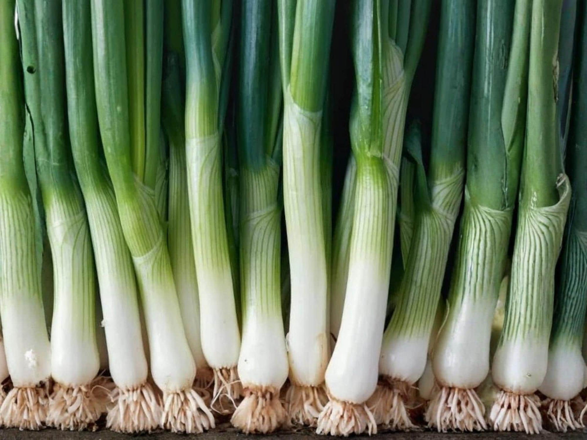 American Flag Leek Seeds – Heirloom, Cold Hardy, Non-GMO Vegetable Seed Pack