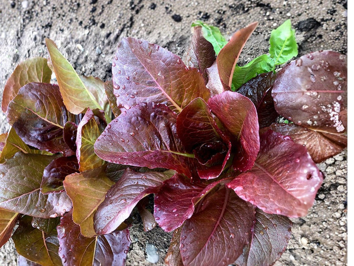 Rouge d’Hiver Lettuce Seeds – Red Romaine, Heirloom, Cold Hardy, Salad Green, Non-GMO, 1000 Seeds