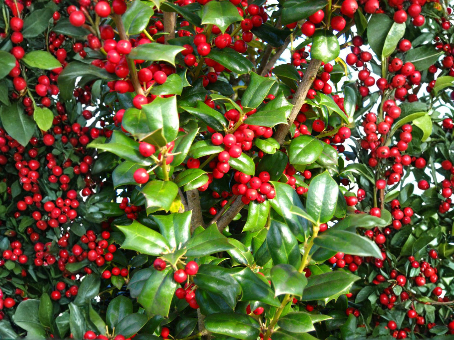 Ilex Cornuta Seeds – Chinese Holly Evergreen Tree – 25 Seeds for Hedge, Screen & Ornamental Landscaping