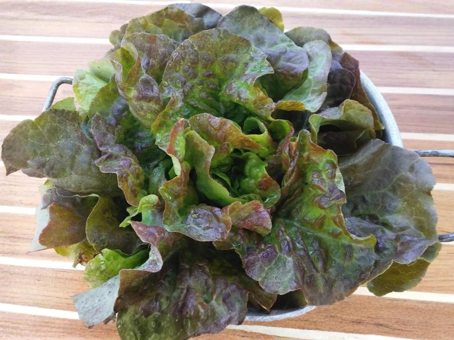 Bronze Mignonette Lettuce Seeds – Butterhead Heirloom French Salad Green – 1000 Non-GMO Seeds