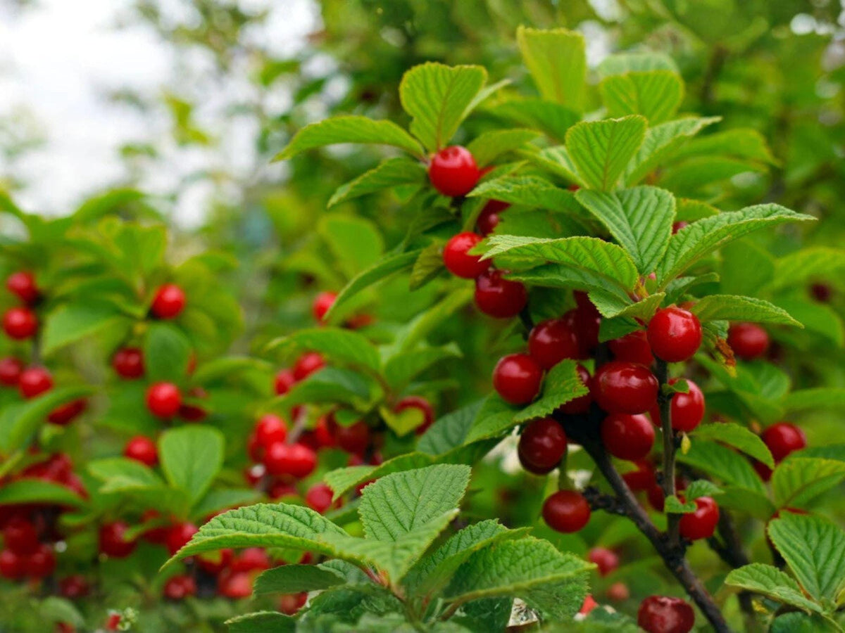 Prunus tomentosa Seeds – Nanking Cherry Tree – Edible Red Fruit, Pink Blossoms, Cold Hardy Shrub, 10 Seeds