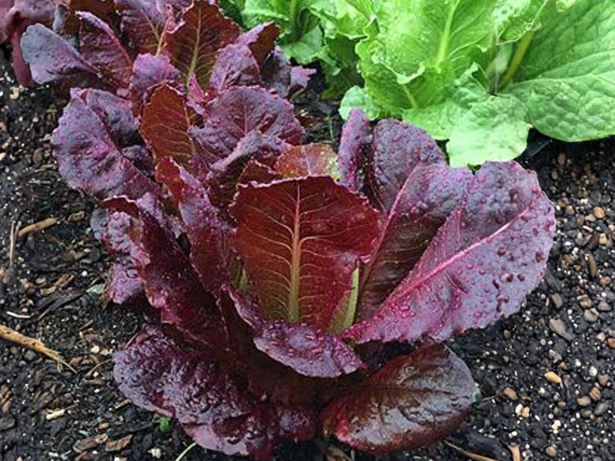 Red Romaine Lettuce Seeds - Heirloom, Non-GMO, 1000 Seeds for Salad Greens, Cool Weather, Crisp Red and Green Vegetables