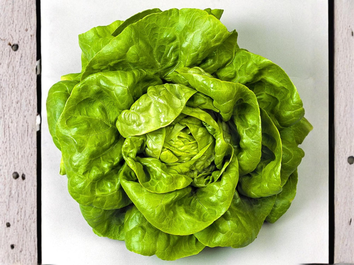 Bibb Lettuce Seeds – Butterhead Type, Heirloom Green, Salad Greens, Non-GMO, 1000 Seeds