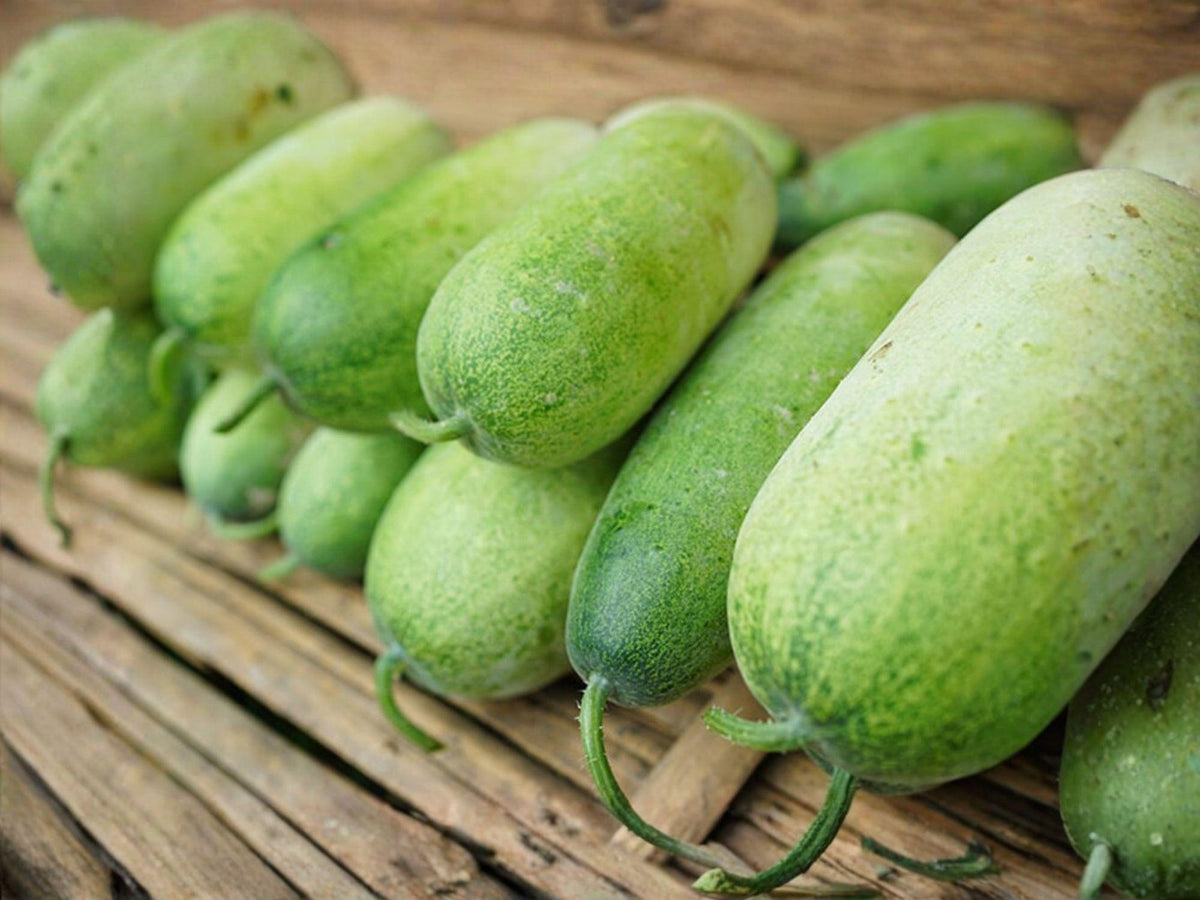 Wax Gourd Vegetable Seeds | Winter Melon, Vining Plant, Pale Green Fruits, Benincasa hispida, 10 Seeds