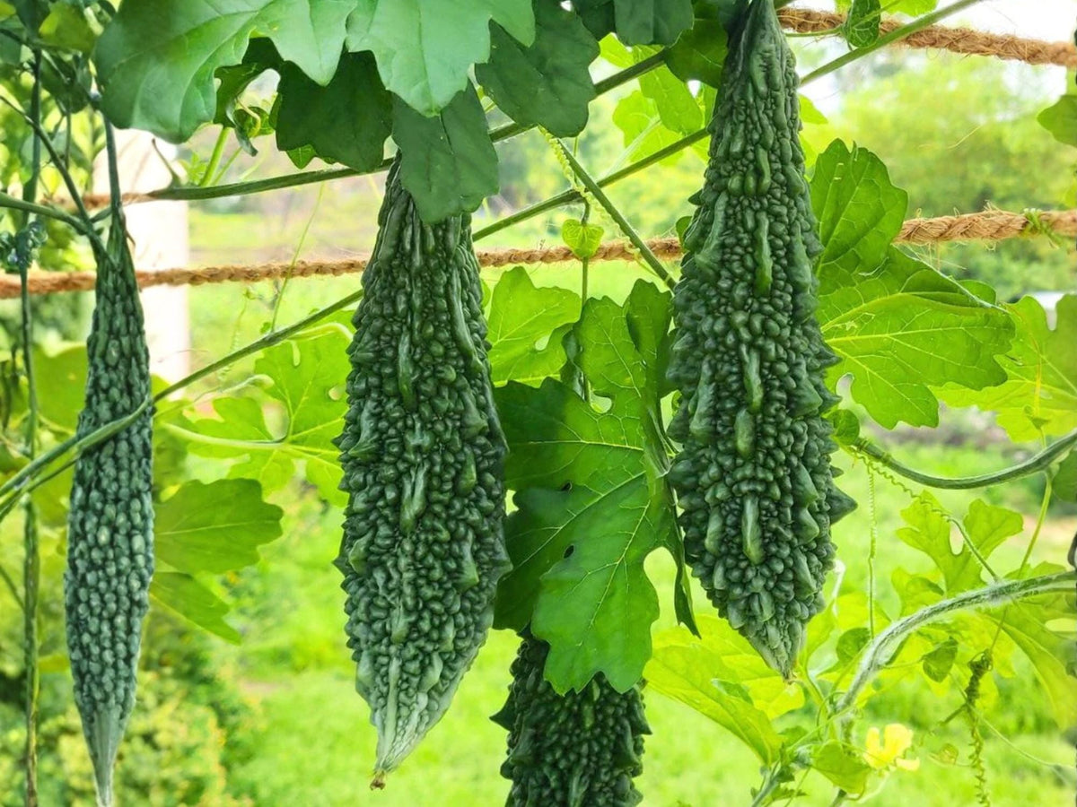 Dark Jade Bitter Melon Seeds – Hybrid Asian Gourd Vegetable, Heat Tolerant, Glossy Green Fruits, F1 Vine Seed Pack