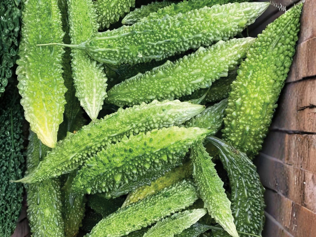 Futo Spindle Bitter Gourd Seeds – Asian Bitter Melon Vegetable, Long Spindle Fruits, Vigorous Vine Crop, 5 Seeds