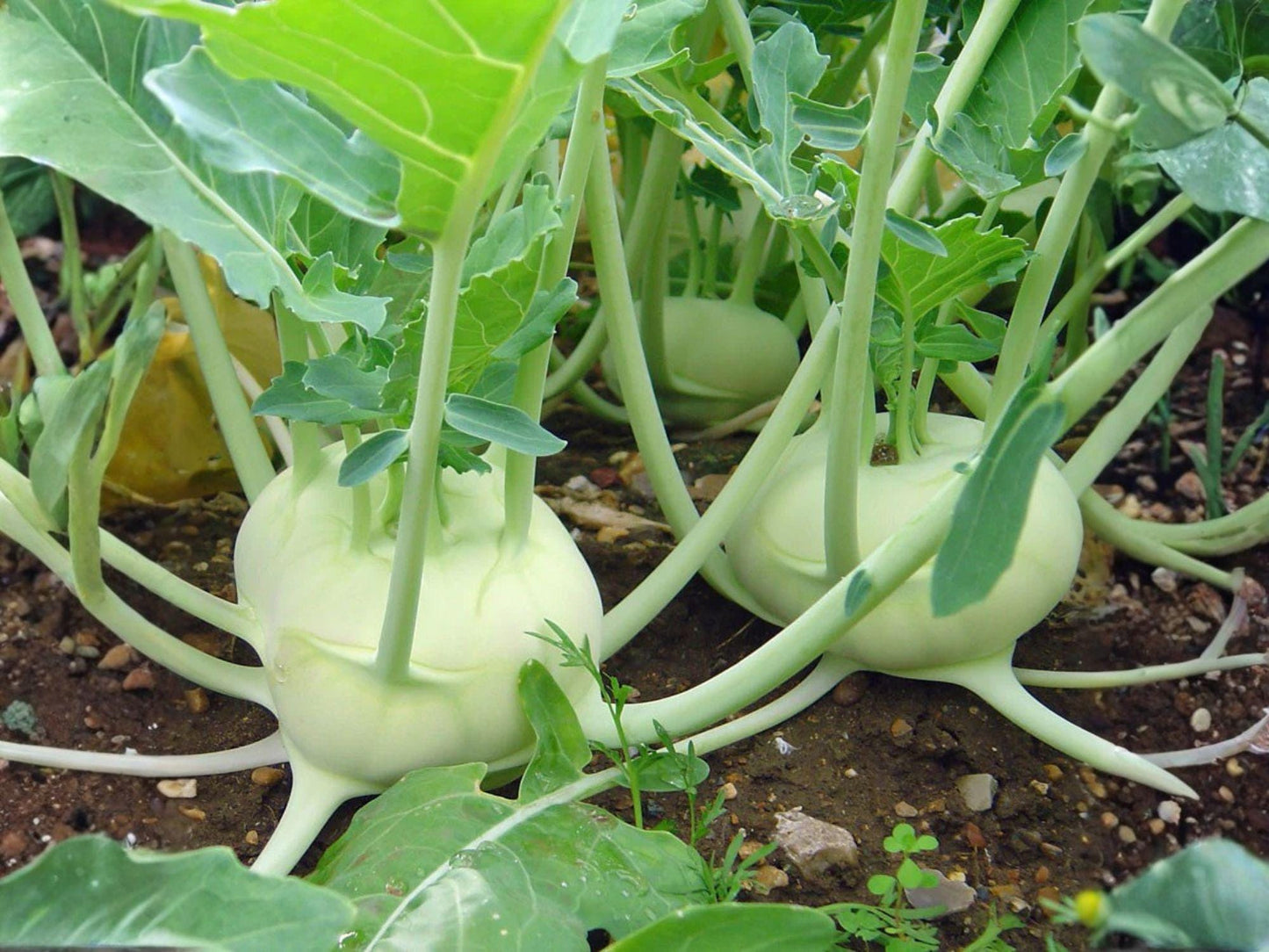 White Vienna Kohlrabi Vegetable Seeds – Brassica oleracea, 100 Seeds for Garden & Container Growing