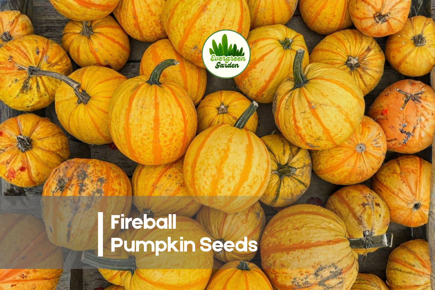 Fireball Pumpkin Seeds - Small Round Orange-Red Cucurbita pepo for Fall Decor & Crafts, 10 Pack